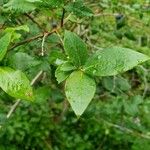 Vaccinium corymbosum Leaf