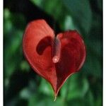 Anthurium scherzerianum Цветок