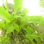 Rumex confertus Habit