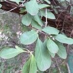 Ehretia amoena Hoja