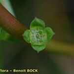 Ludwigia palustris Other