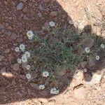 Melampodium leucanthum Blomma