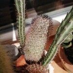 Mammillaria pottsii Folha