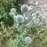 Echinops sphaerocephalus Flower