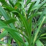 Cordyline stricta ഇല