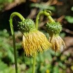 Cirsium erisithales Flower