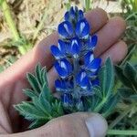 Lupinus micranthus Цвят