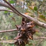 Eucalyptus lehmannii Fruit