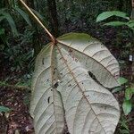 Sterculia multiovula Leaf