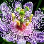 Passiflora ligularis Цветок