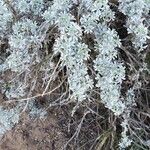 Lupinus chamissonisLehti