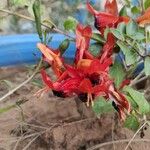 Ruttya fruticosa Flower