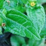Eleutheranthera ruderalis Frunză