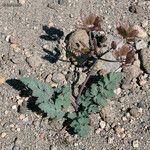 Lomatium martindalei ᱛᱟᱦᱮᱸ