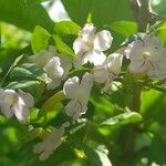 Duranta serratifolia Flor