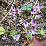 Lespedeza procumbens Kukka