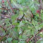 Geranium purpureum List