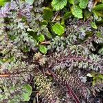 Pedicularis rostratocapitata Leaf