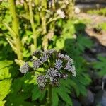 Petasites frigidus Blüte