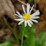 Aster bellidiastrum Bloem