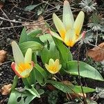 Tulipa kaufmanniana 花