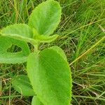 Hibiscus flavifolius Leaf