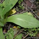 Primula clevelandii Лист