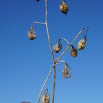 Adenophora liliifolia Frucht