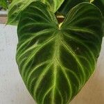 Philodendron verrucosum Blad