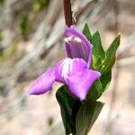Poikilacanthus tweedieanus Λουλούδι