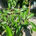 Ficus maxima Hábito