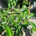 Ficus maxima Συνήθη χαρακτηριστικά