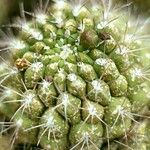 Gymnocalycium saglionis Leaf