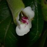 Mendoncia tonduzii Flower