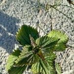 Urtica membranacea Leaf