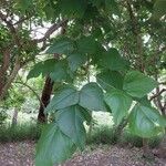 Erythrina amazonica Leaf