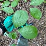 Viburnum rufidulum Foglia