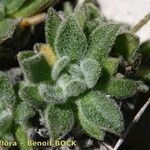 Draba dubia Otro