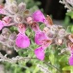 Teucrium marum 花