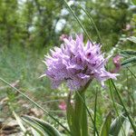 Neotinea tridentata Flower