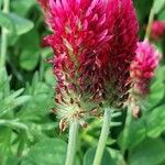 Trifolium incarnatum Flower