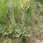 Verbascum pulverulentum عادت