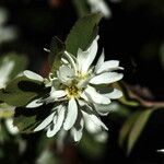 Amelanchier pallida Blomst