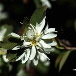 Amelanchier pallida Λουλούδι