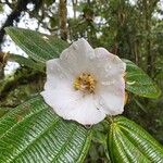 Blakea costaricensis Flower