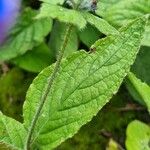 Pentaglottis sempervirens Blad