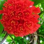 Brownea grandiceps Kwiat