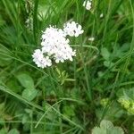 Valeriana dioicaFlower