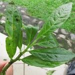 Procris crenata पत्ता