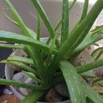 Aloe veraList